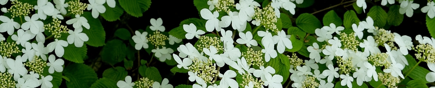 Viburnum photo