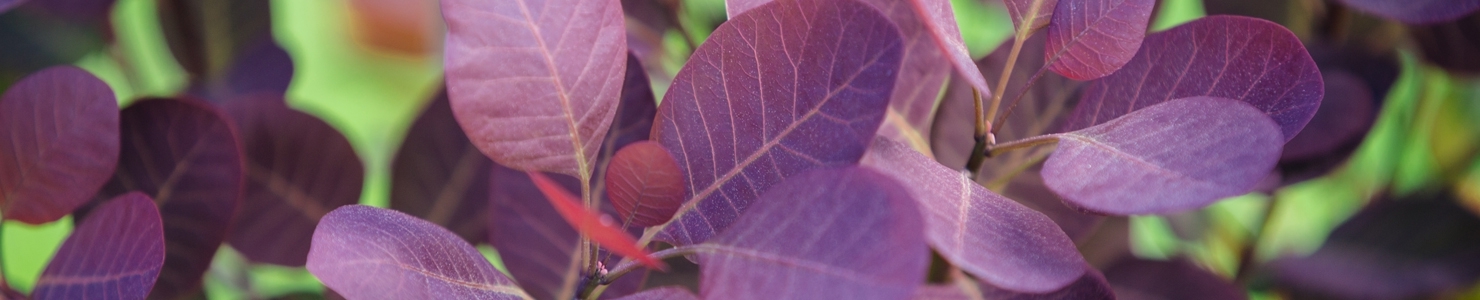 Weigela photo