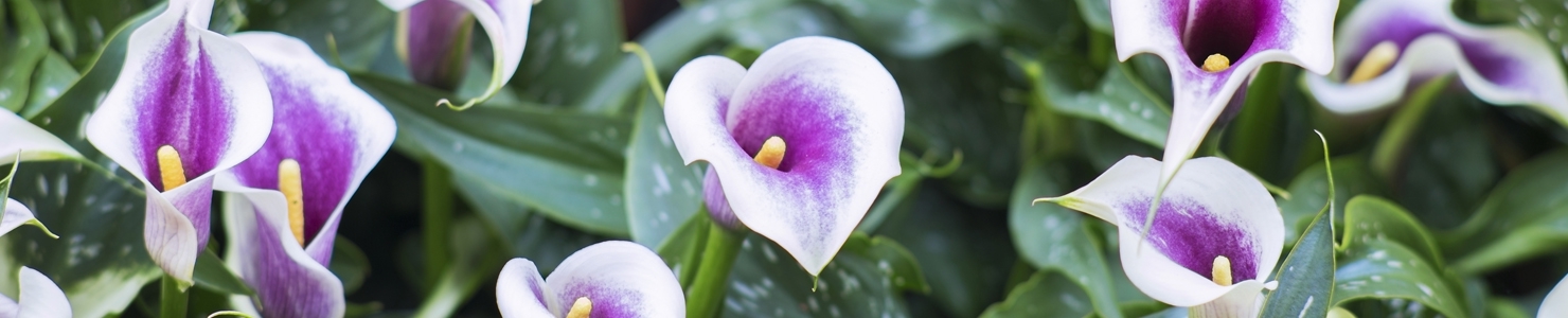 Zantedeschia photo