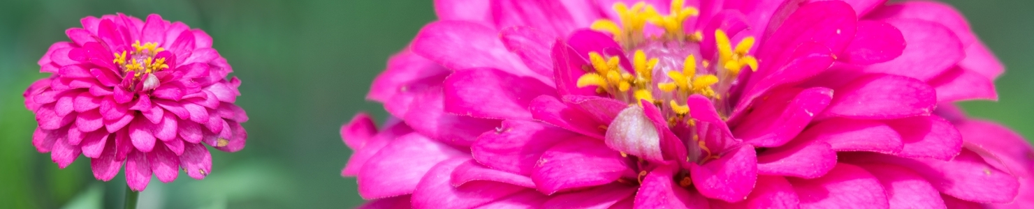 Zinnia photo