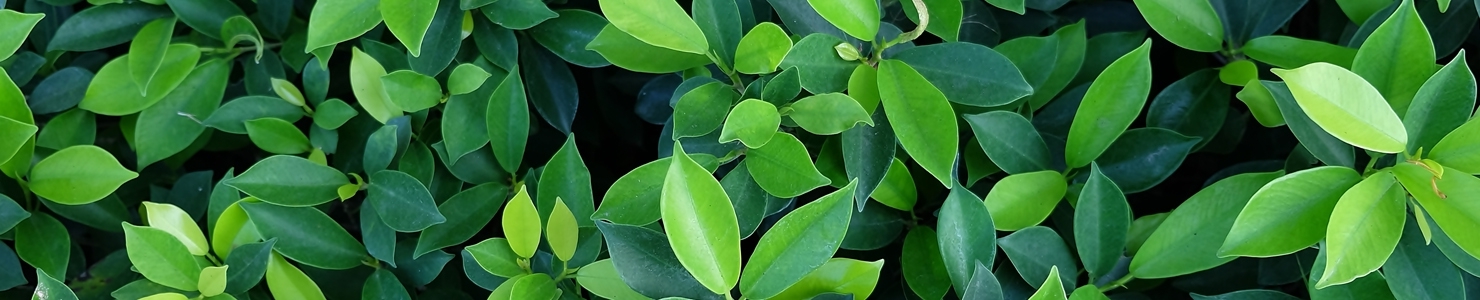 Ficus fotó