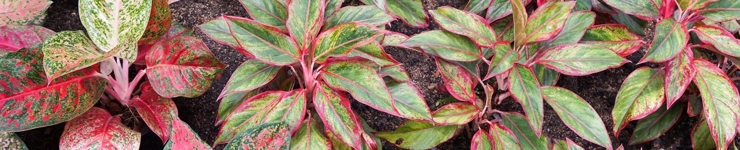 Aglaonema fotó