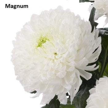 Magnum
