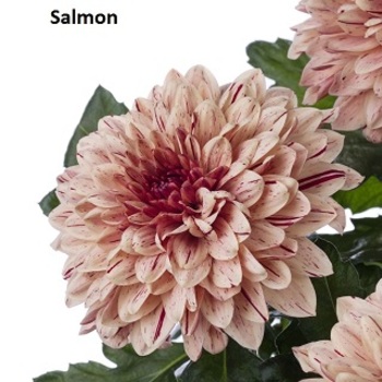 Salmon