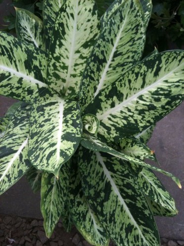 Dieffenbenbachia fotó