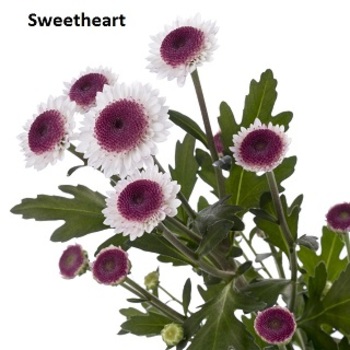 Svithart