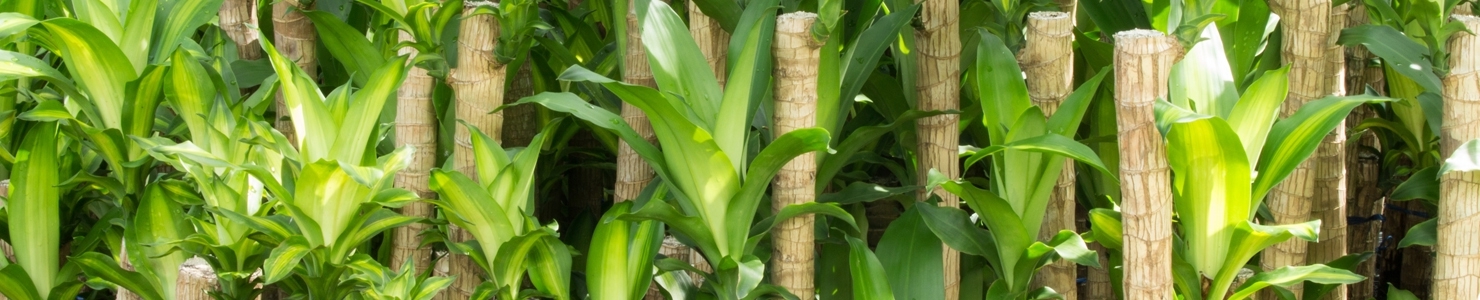 Dracaena photo