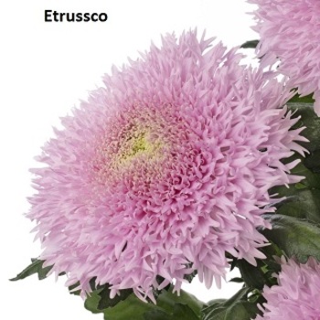 Etrusko