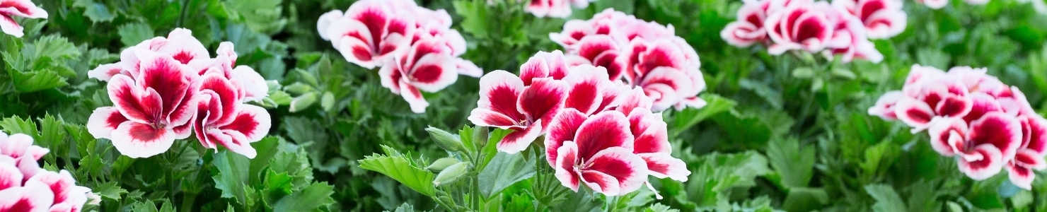 Pelargonium fotó