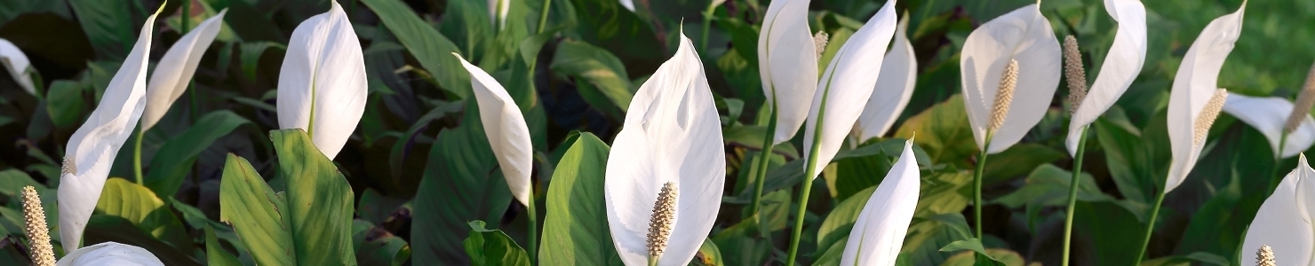 Spathiphyllum photo