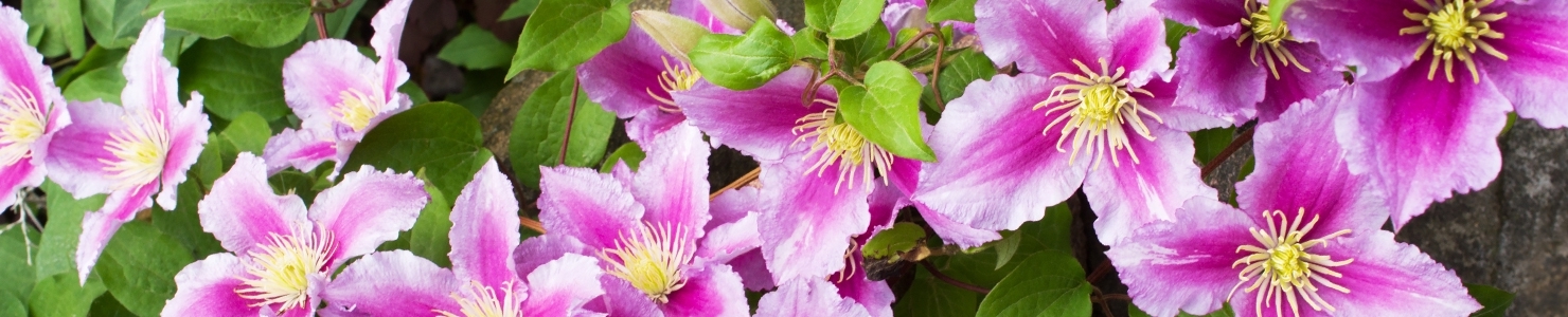 Clematis fotó