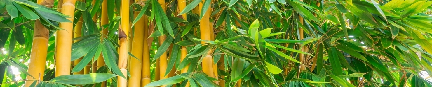 Bambusa fotó