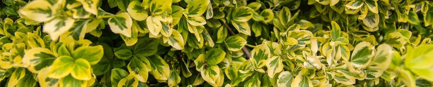 Euonymus foto
