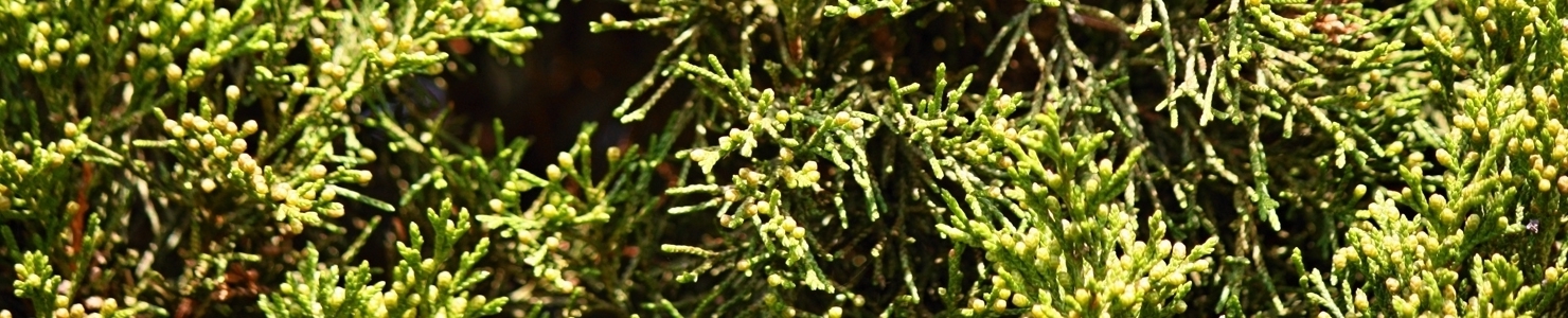 Juniperus fotó