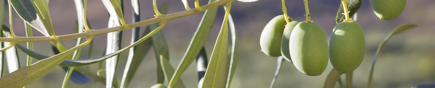 Olea photo
