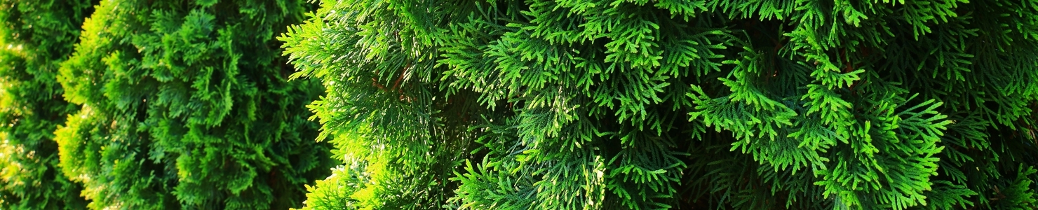 Thuja fotó