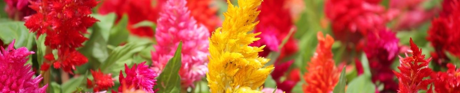 Celosia foto
