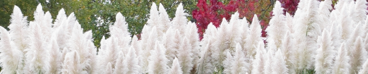Cortaderia foto