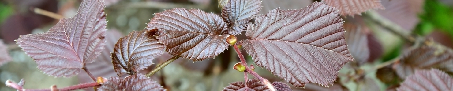 Corylus foto
