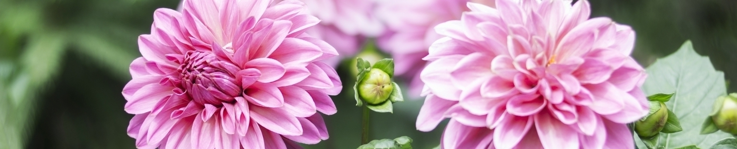 Dahlia photo