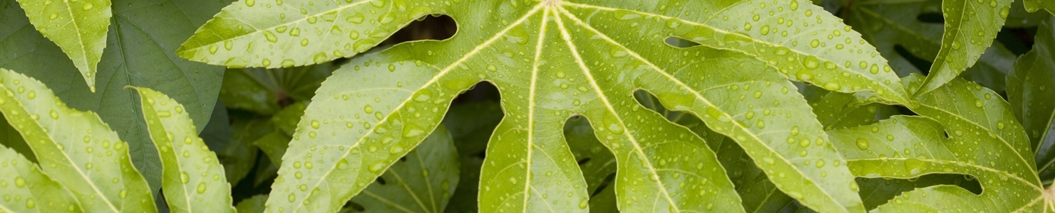 Fatsia photo