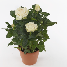 Розы в горшках