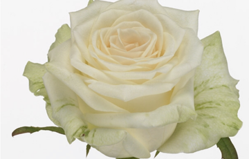 Роза GR DOLOMITI