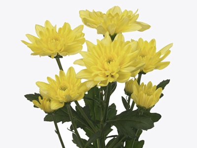 Хризантема CHR T BALTICA YELLOW