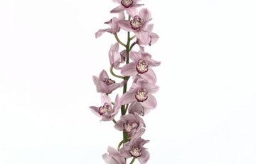 CYMB T PINK BRILJANT