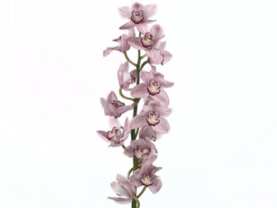 CYMB T PINK BRILJANT